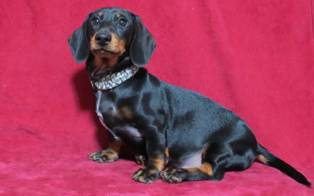 Rubble Purebred Dachshund