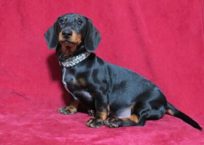 Rubble Purebred Dachshund