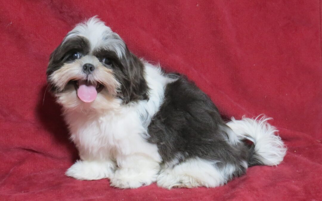 Oscar