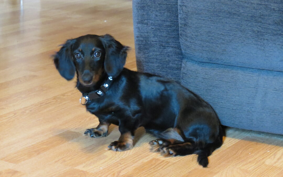 Skye Purebred Dachshund