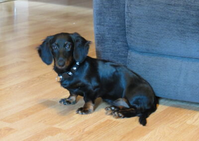 Skye Purebred Dachshund
