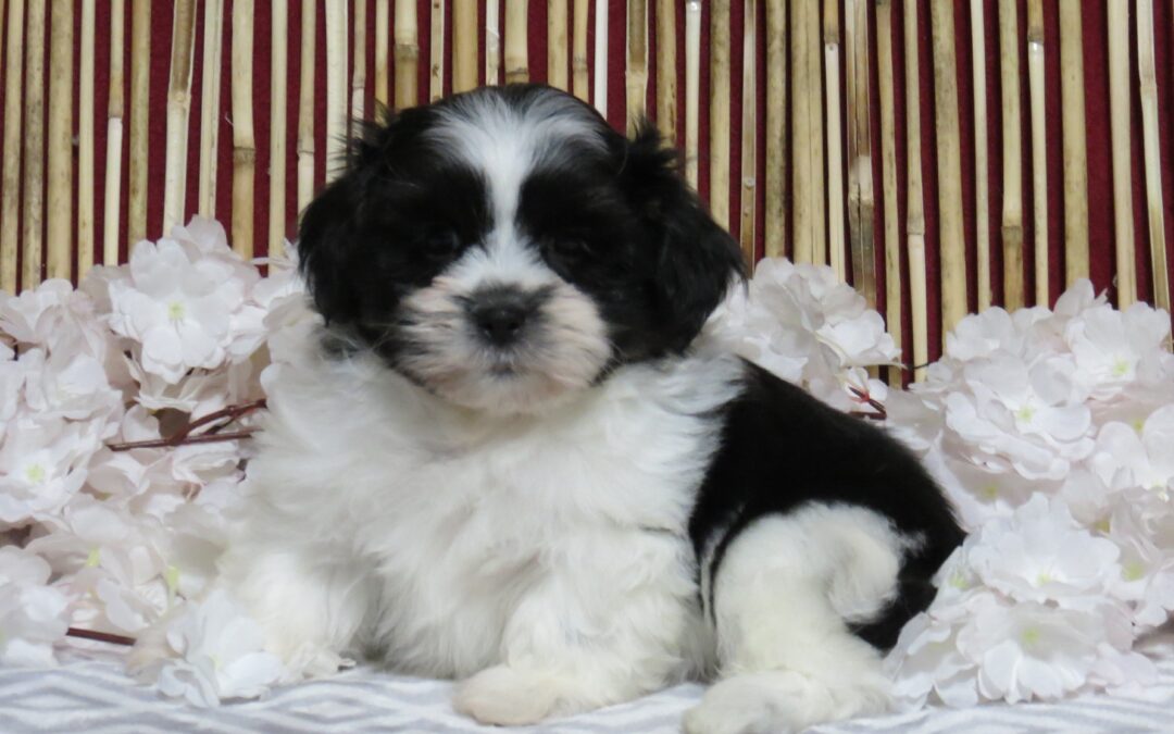 Cooper