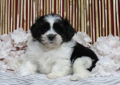 Cooper