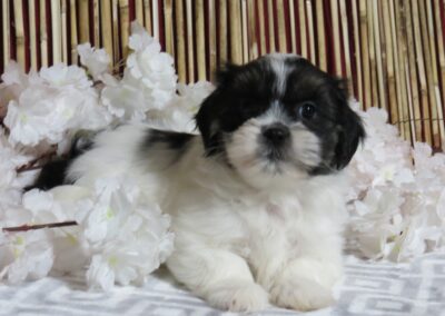 Darla