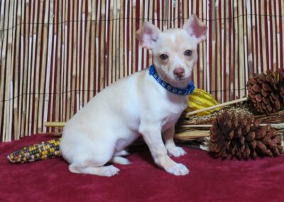 Marco