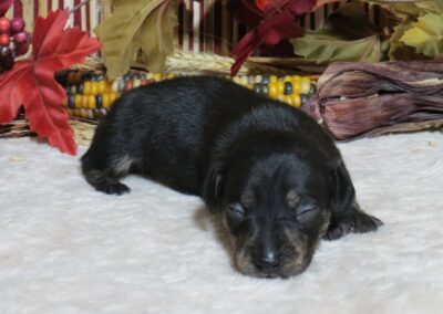 Buster