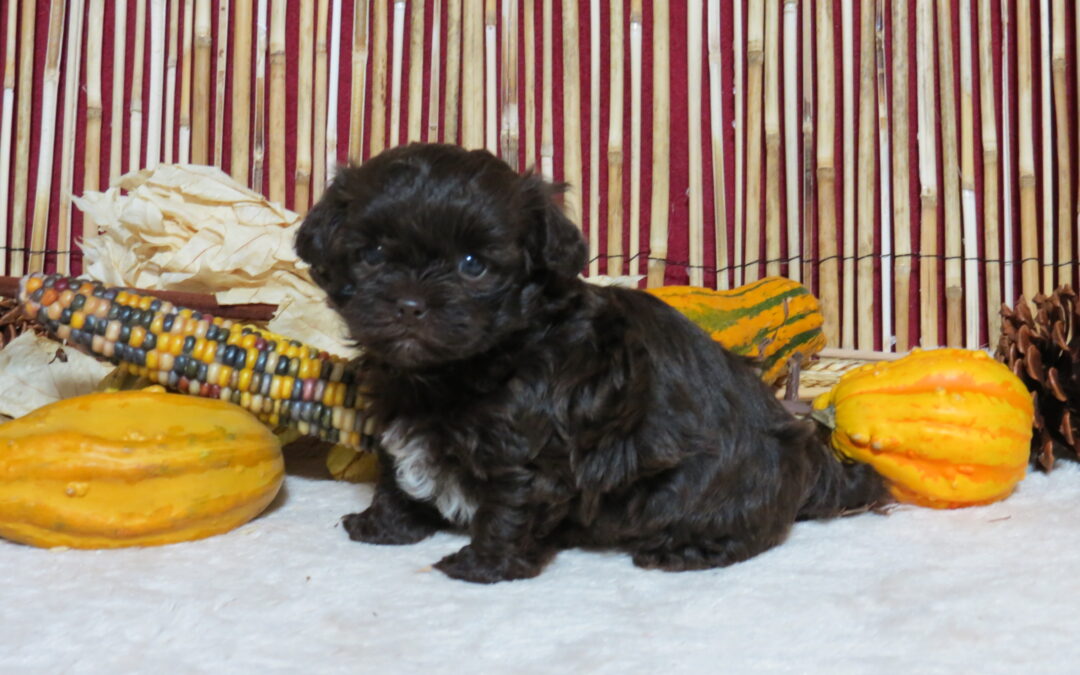 Teddy