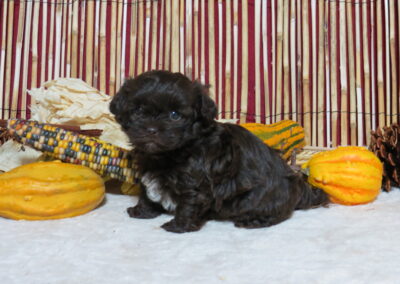 Teddy