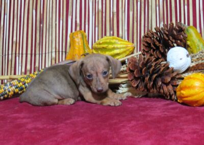Bailey